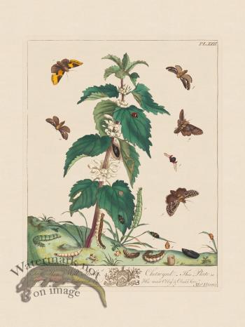 Moses Harris Insects 22